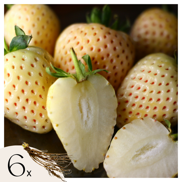Fragaria Bijeli bor - 6 komada - Ananas-jagoda - Borovnica - FloraStore