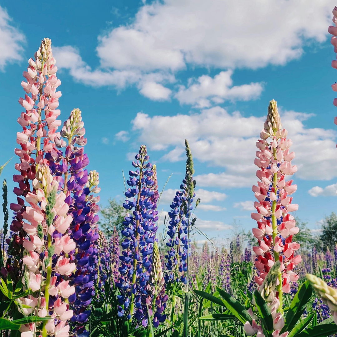 Lupinus - Mix van 20 - Lupine - Wortelstokken