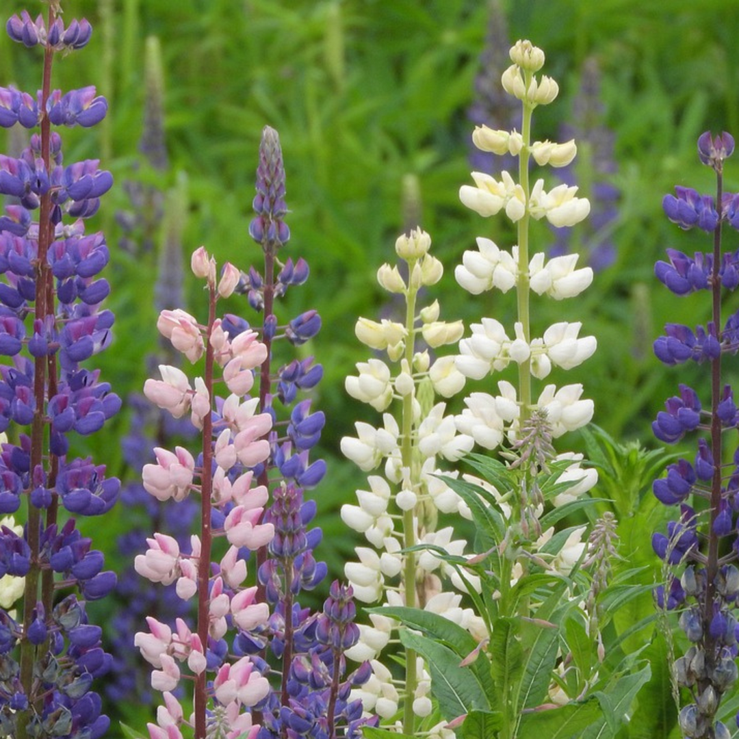 Lupinus - Mix van 20 - Lupine - Wortelstokken