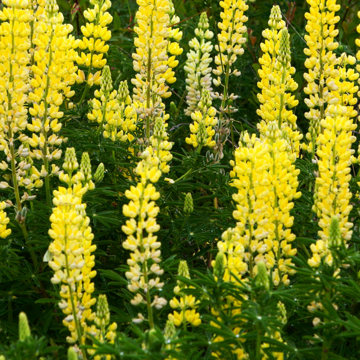 Lupinus - Mix van 20 - Lupine - Wortelstokken