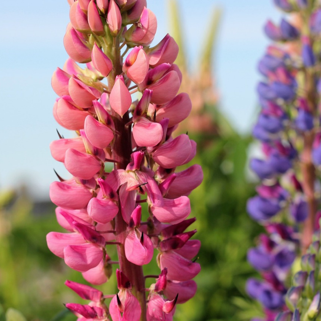 Lupinus - Mix van 20 - Lupine - Wortelstokken