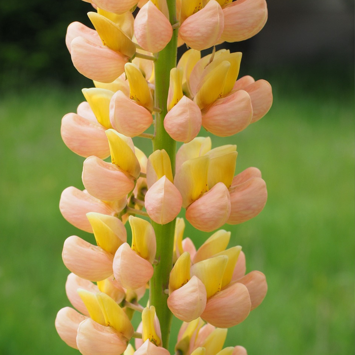 Lupinus - Mix van 20 - Lupine - Wortelstokken