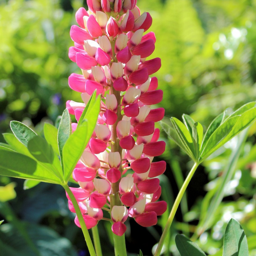 Lupinus - Mix van 20 - Lupine - Wortelstokken