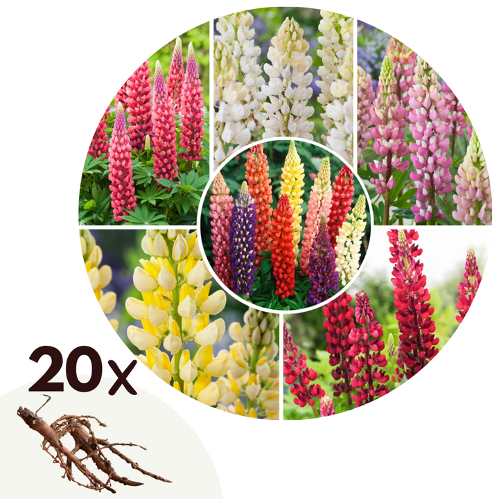 Lupinus - Mix van 20 - Lupine - Wortelstokken