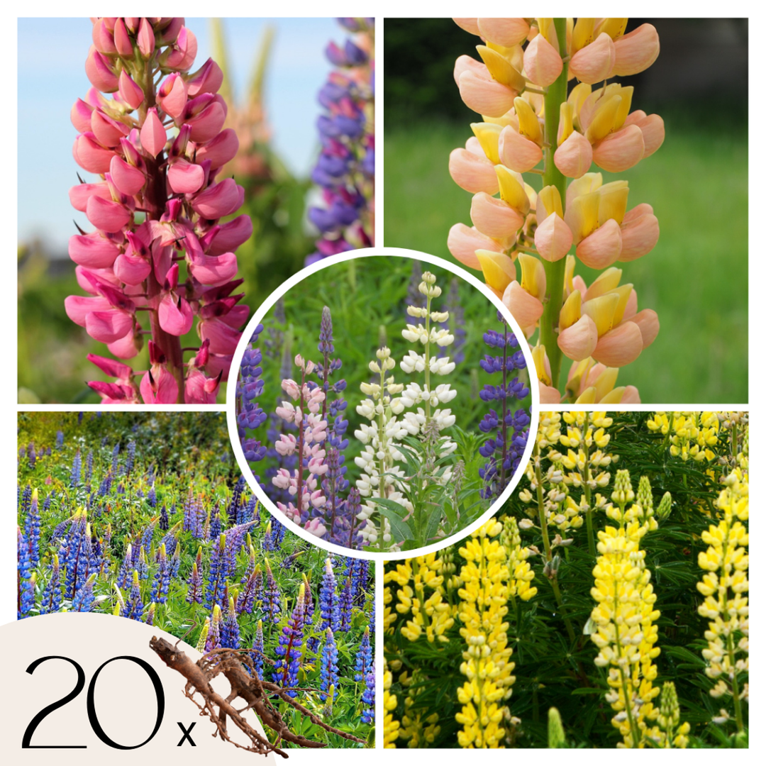 Lupinus - Mix van 20 - Lupine - Wortelstokken