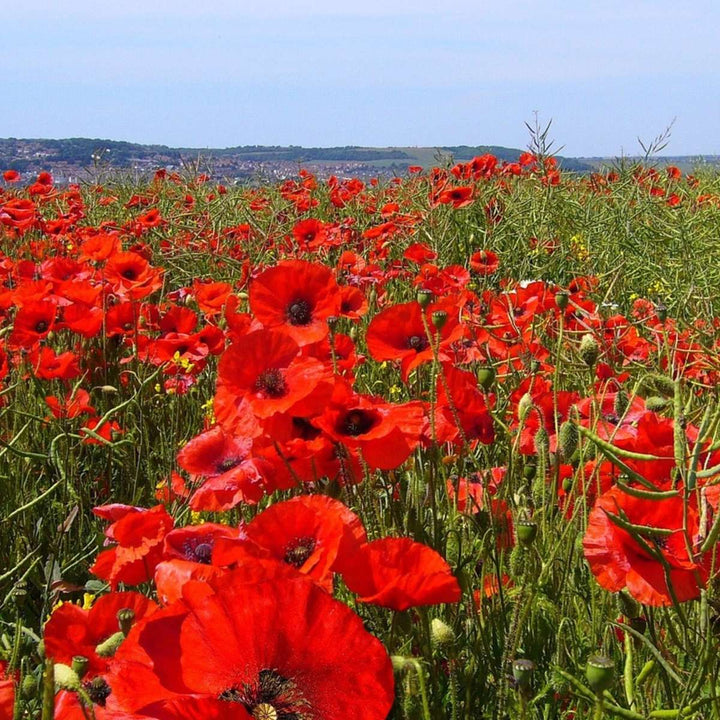 Papaver orientale - 10 stuks - Oosterse klaproos