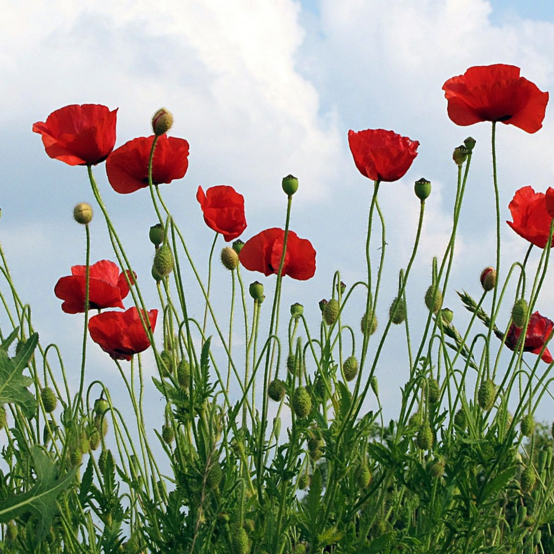 Papaver orientale - 10 stuks - Oosterse klaproos