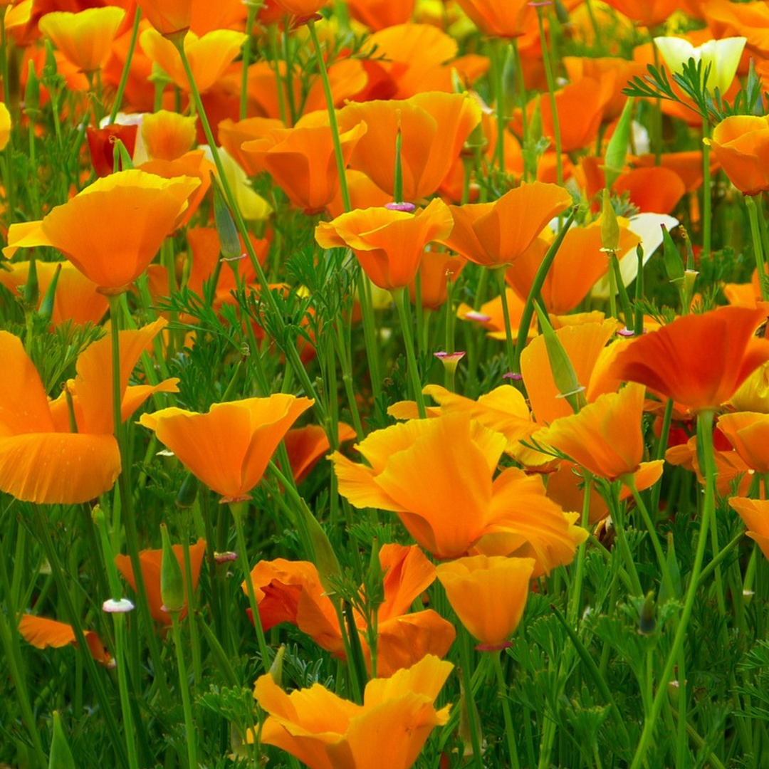 Papaver orientale - 10 stuks - Oosterse klaproos