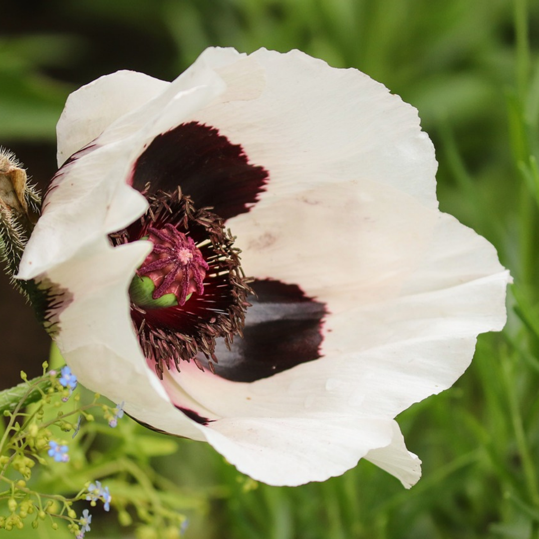 Papaver orientale - 10 stuks - Oosterse klaproos