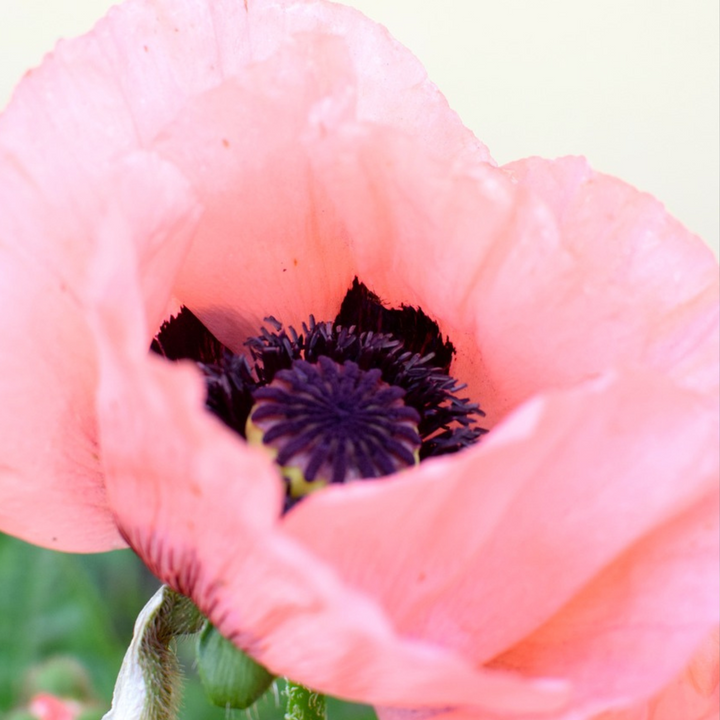 Papaver orientale - 10 stuks - Oosterse klaproos