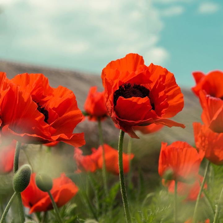 Papaver orientale - 10 stuks - Oosterse klaproos