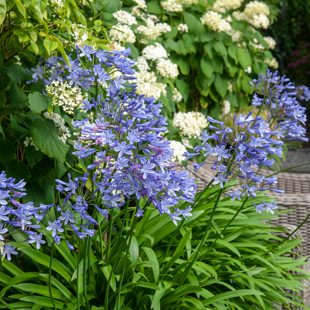 Agapanthus - Set van 6 - Wortelstokken Afrikaanse lelie