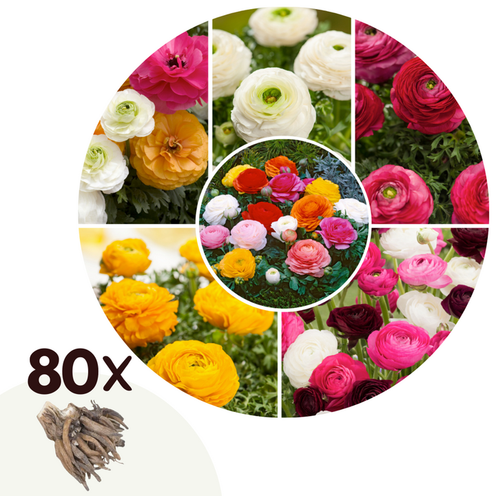 Ranunculus - Mix van 80 - Ranonkels bloembollen