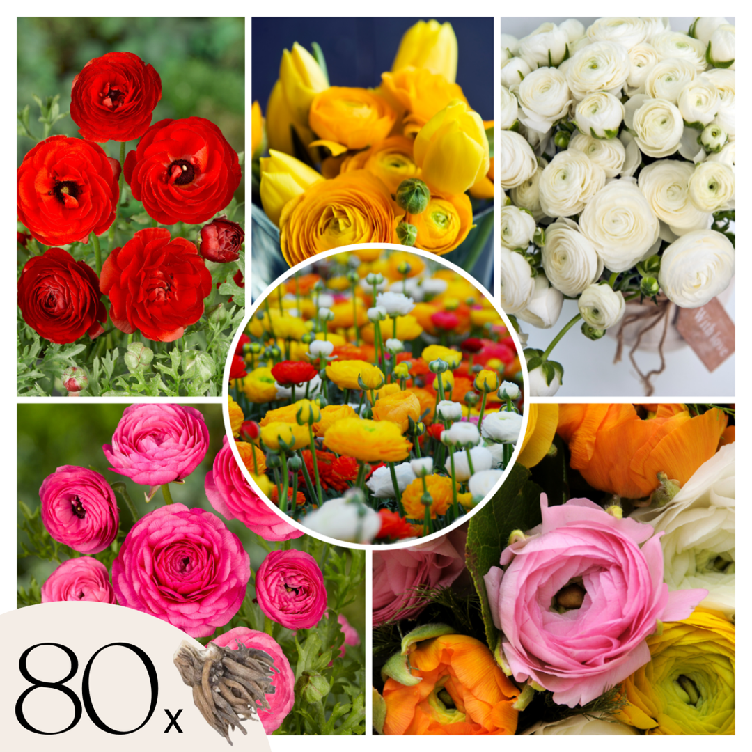 Ranunculus - Mix van 80 - Ranonkels bloembollen