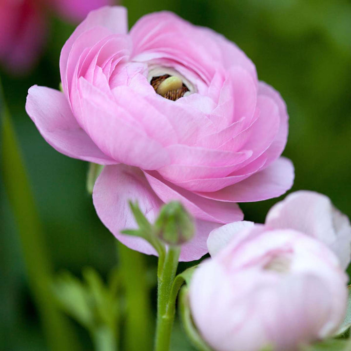 Ranunculus - Mix van 40 - Ranonkels bloembollen