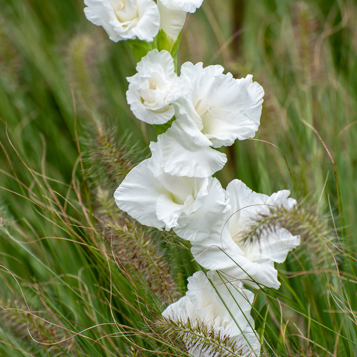 Gladiolus gladiolen - Mix van 60 - Gladiolen - bloembollen