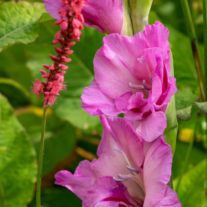 Gladiolus gladiolen - Mix van 60 - Gladiolen - bloembollen