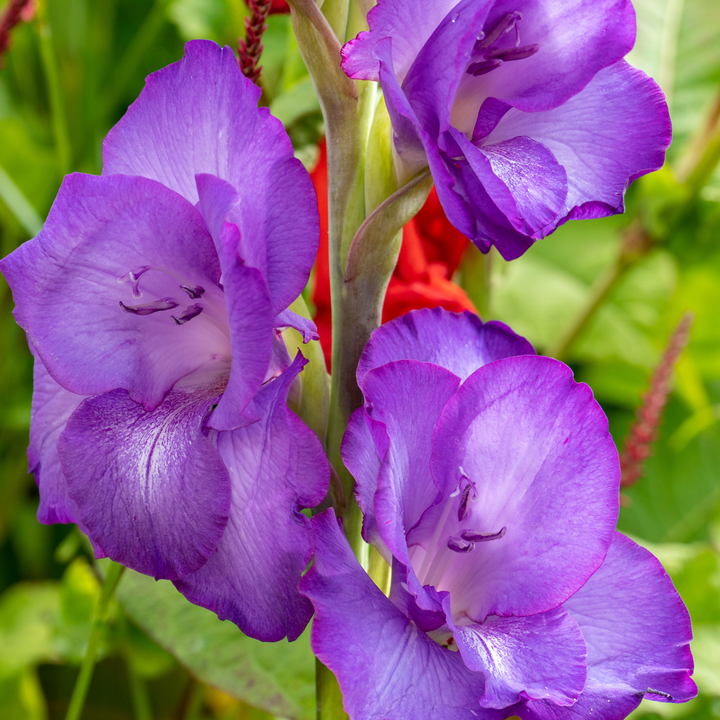 Gladiolus gladiolen - Mix van 60 - Gladiolen - bloembollen