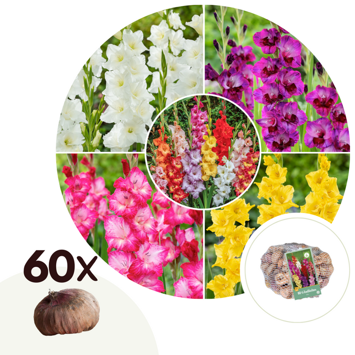 Gladiolus gladiolen - Mix van 60 - Gladiolen - bloembollen