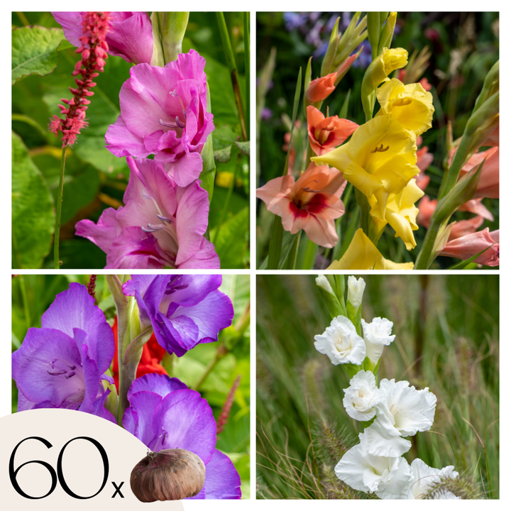 Gladiolus gladiolen - Mix van 60 - Gladiolen - bloembollen