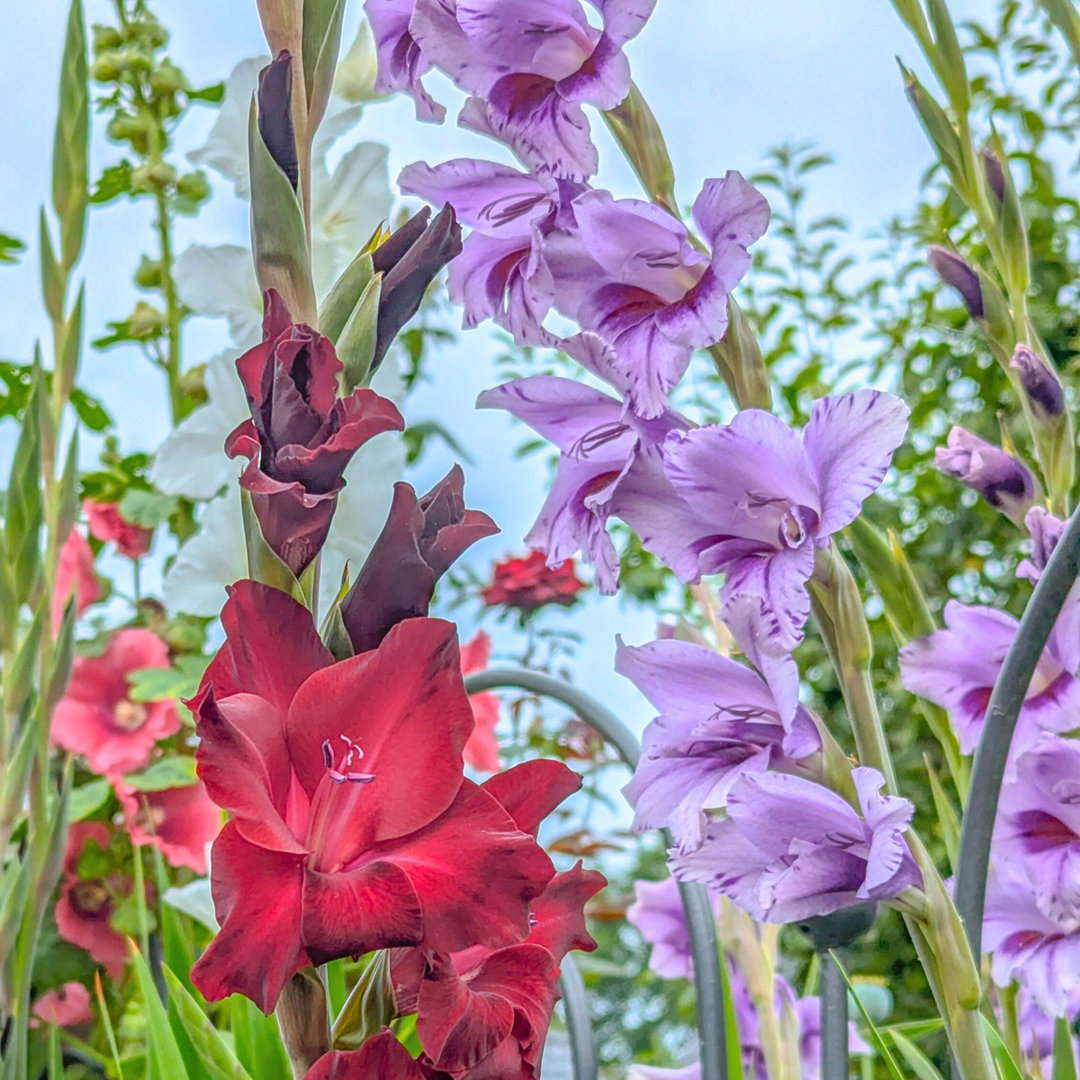 Gladiolus 'Passos' - mečík - sada 21 kusů - fialový - FloraStore