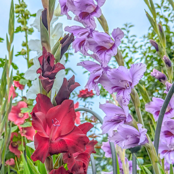 Gladiolus 'Passos' - mečík - sada 21 kusů - fialový - FloraStore