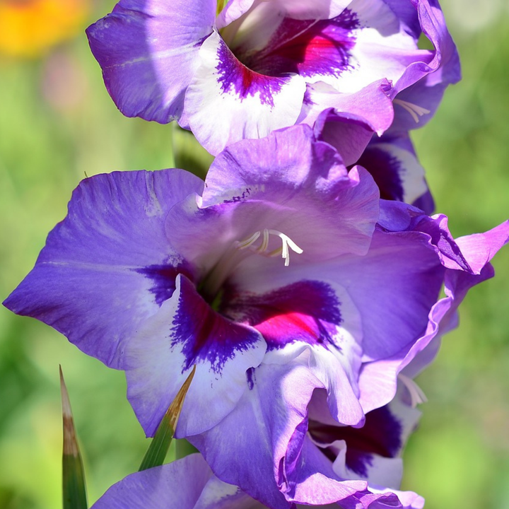 Gladiolus 'Passos' - mečík - sada 21 kusů - fialový - FloraStore