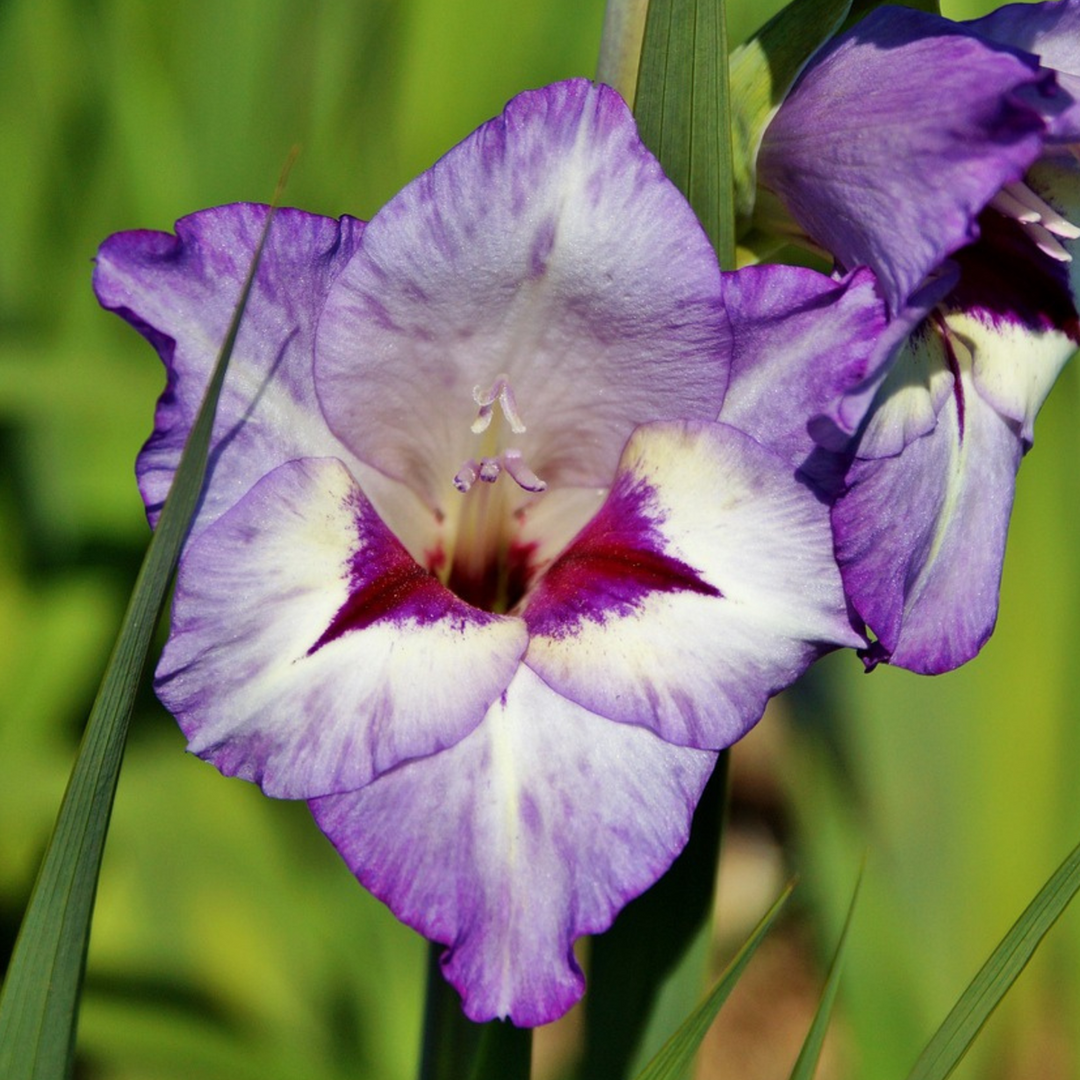 Gladiolus 'Passos' - mečík - sada 21 kusů - fialový - FloraStore