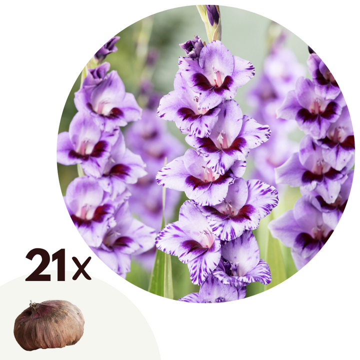 Gladiolus 'Passos' - mečík - sada 21 kusů - fialový - FloraStore