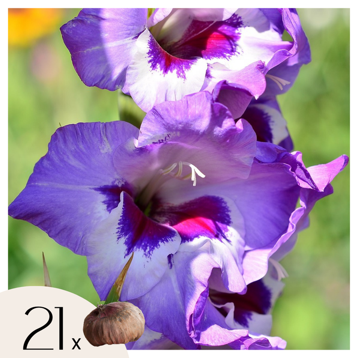 Gladiolus 'Passos' - mečík - sada 21 kusů - fialový - FloraStore