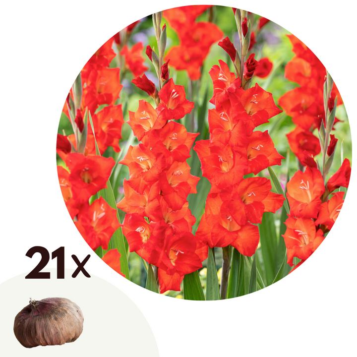 Gladiola 'Glamini Patty' Mini gladiola - set od 21 - crvena