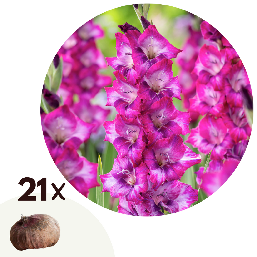 Gladiola 'Glamini Kim' mini gladiola - set od 21 - ljubičasta