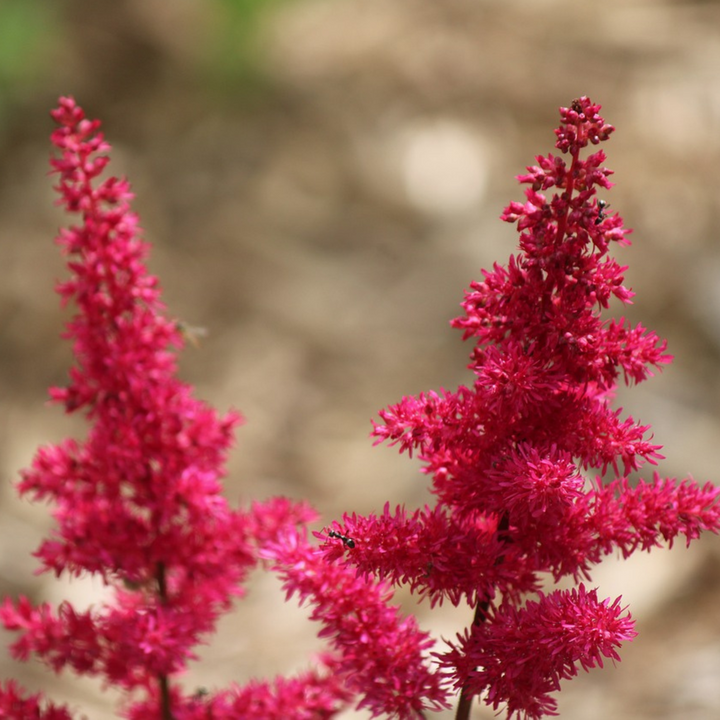 Astilbe - Mix van 6 - Pluimspirea - Wortelstokken