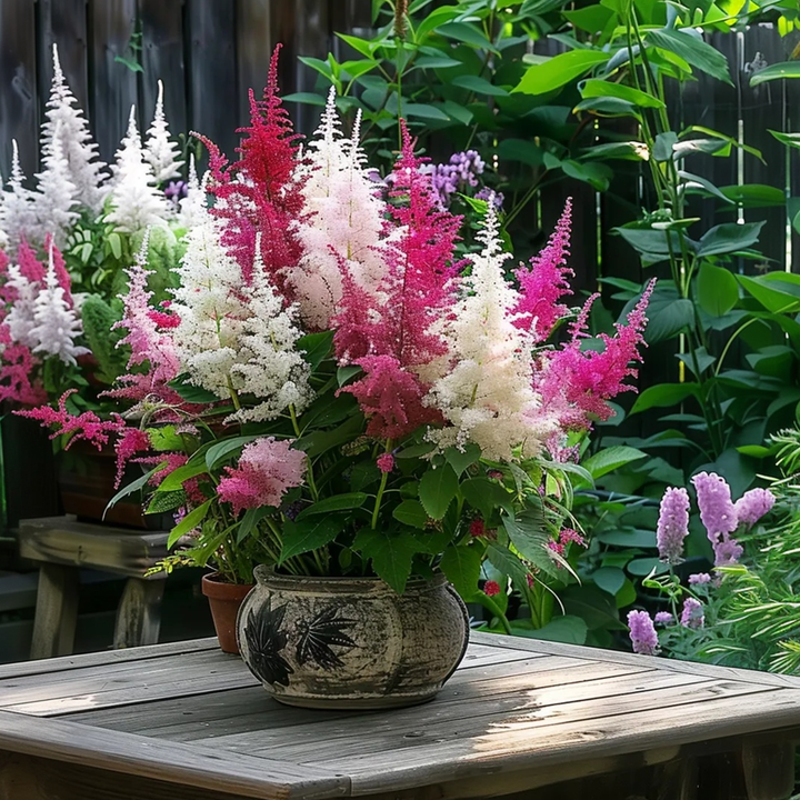 Astilbe - Mix van 6 - Pluimspirea - Wortelstokken