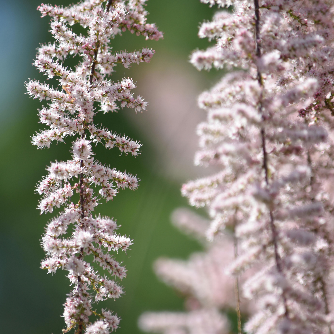 Astilbe - Mix van 6 - Pluimspirea - Wortelstokken