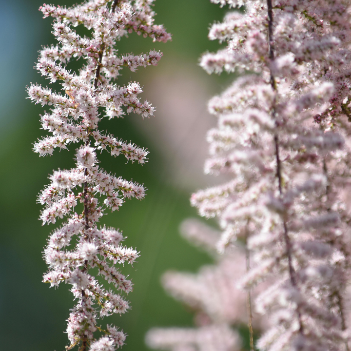 Astilbe - Mix van 6 - Pluimspirea - Wortelstokken