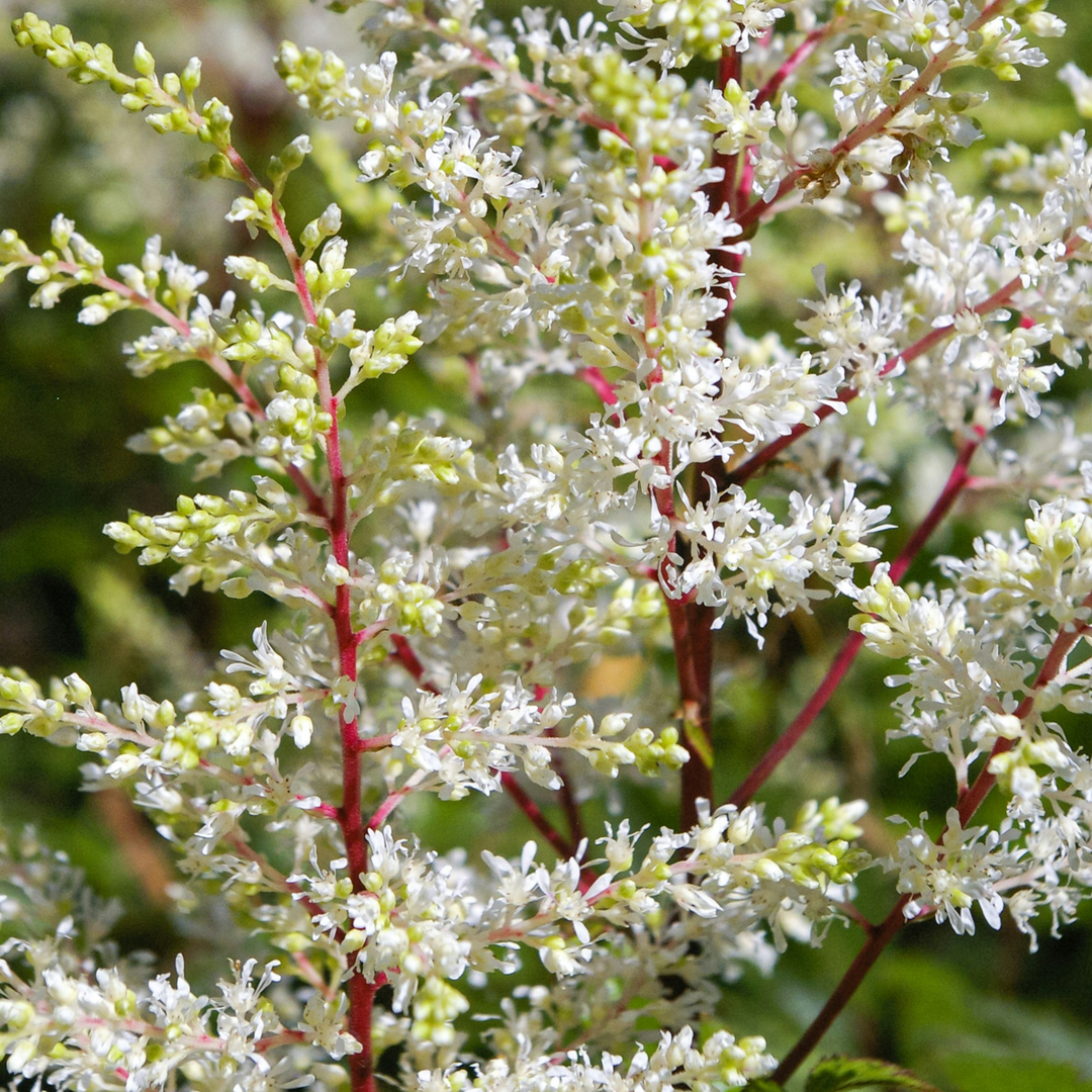 Astilbe - Mix van 6 - Pluimspirea - Wortelstokken