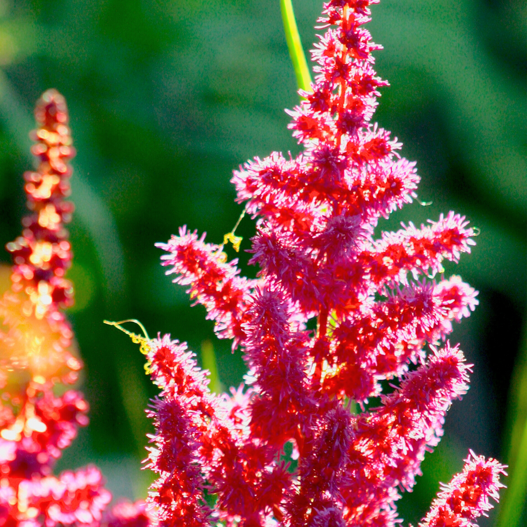 Astilbe - Mix van 6 - Pluimspirea - Wortelstokken