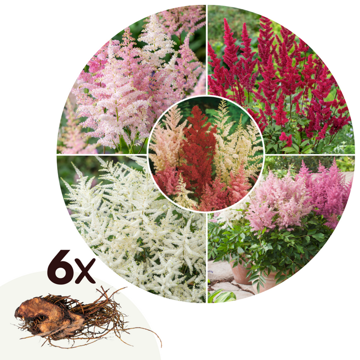 Astilbe - Mix van 6 - Pluimspirea - Wortelstokken