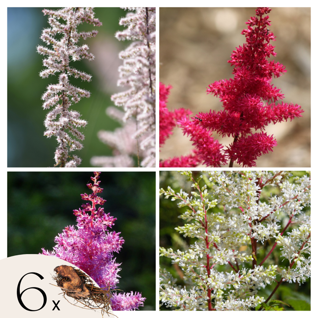 Astilbe - Mix van 6 - Pluimspirea - Wortelstokken