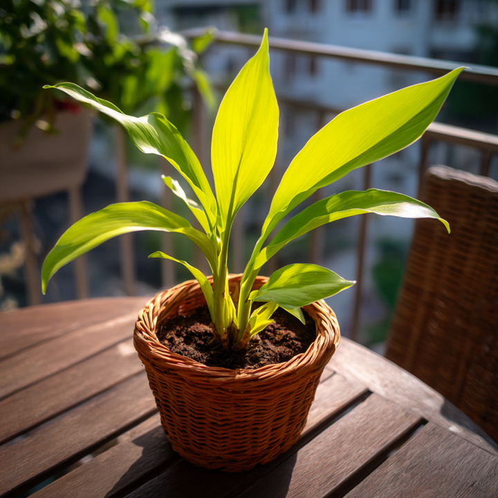 Curcuma Longa - 2 kusy - Kurkuma