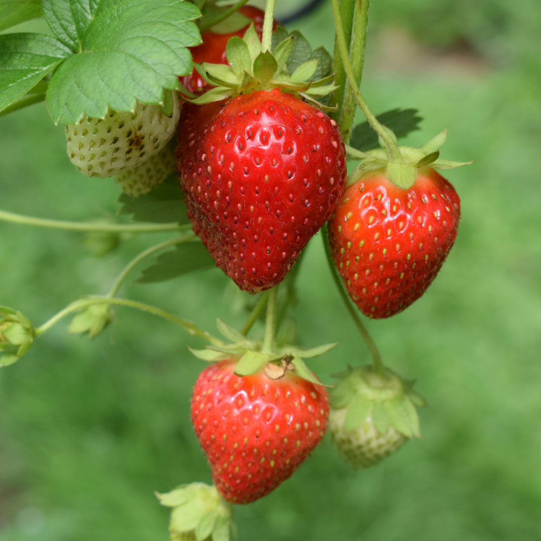 Fragaria Elsanta - Set van 10 - Aardbei - Wortelstokken