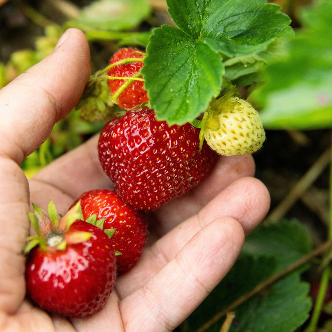 Fragaria Elsanta - Set van 10 - Aardbei - Wortelstokken