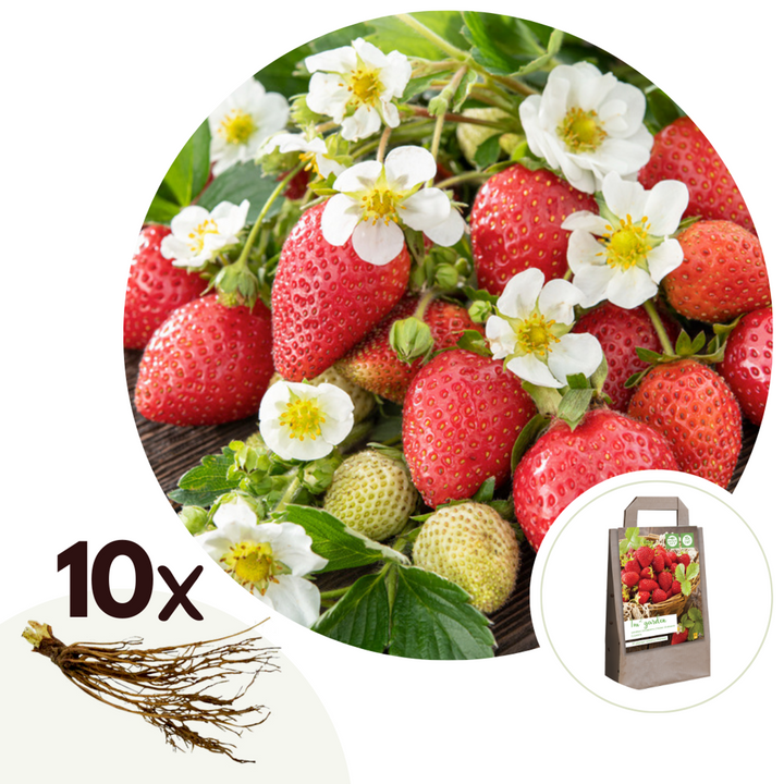 Fragaria Elsanta - Set van 10 - Aardbei - Wortelstokken