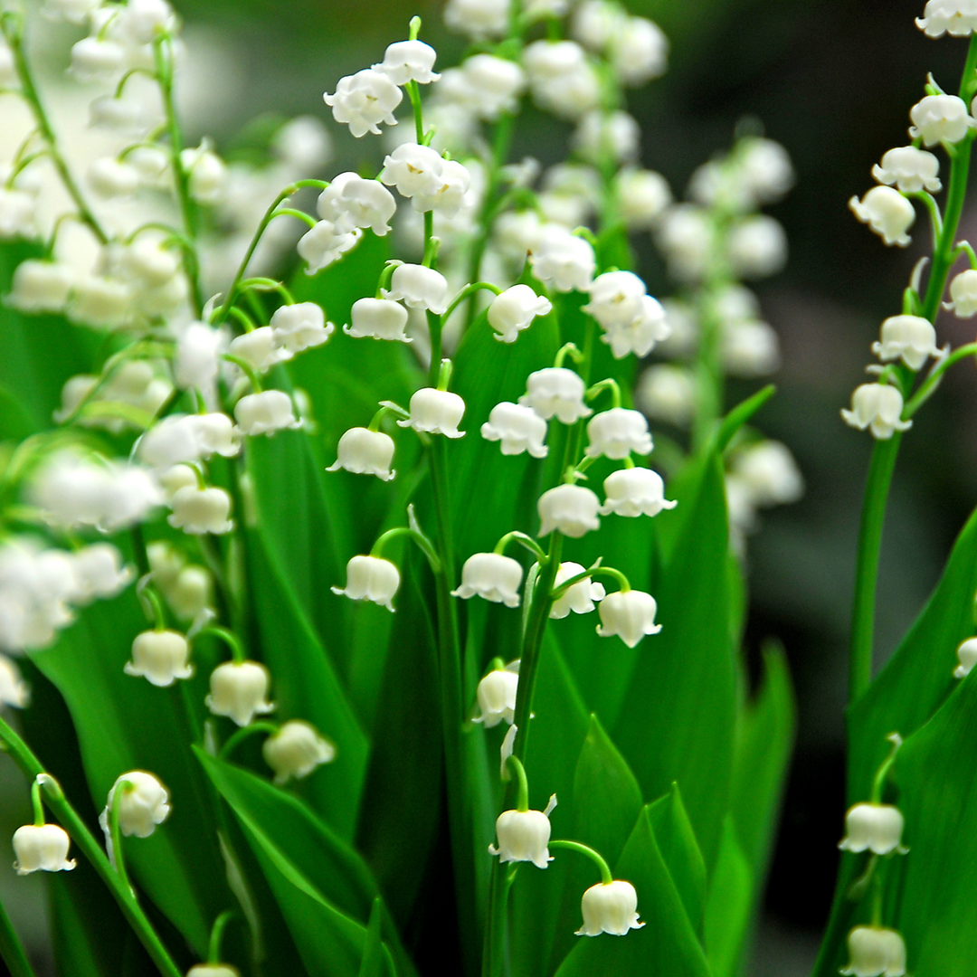 Convallaria Majalis 'Lelietje van Dalen' - Set van 10