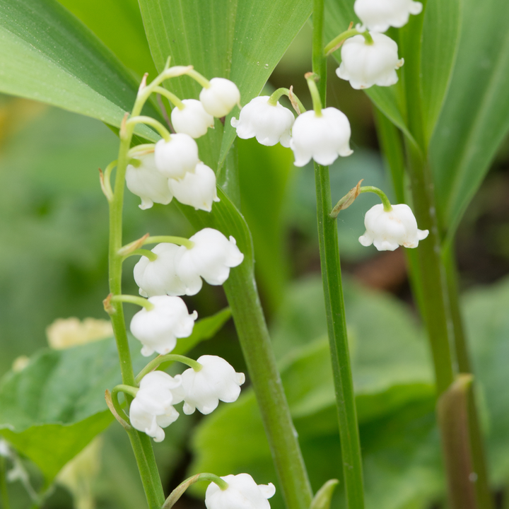 Convallaria Majalis 'Lelietje van Dalen' - Set van 10