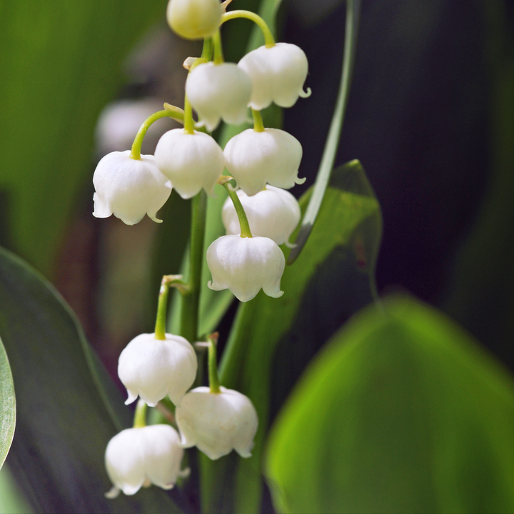 Convallaria Majalis 'Lelietje van Dalen' - Set van 10