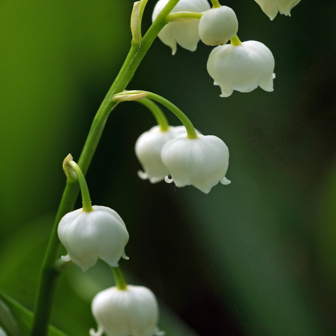 Convallaria Majalis 'Lelietje van Dalen' - Set van 10