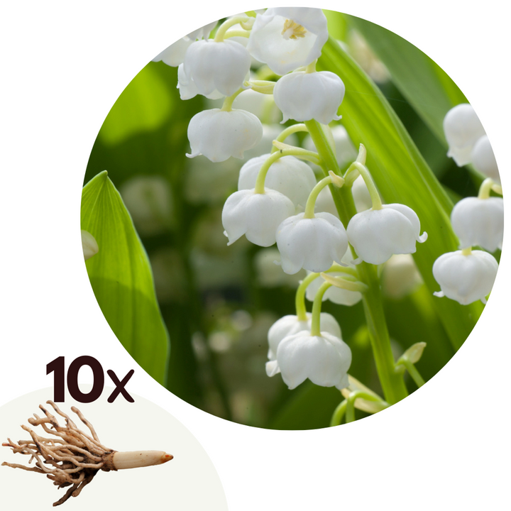 Convallaria Majalis 'Lelietje van Dalen' - Set van 10