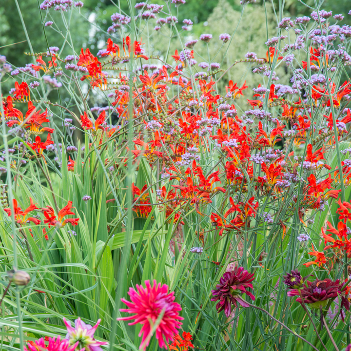 Crocosmia 'Lucifer' Montbretia - Set van 50 - Knollen - Rood